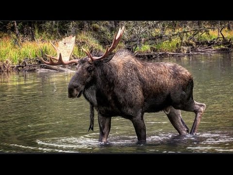 "The Ponds" - Part 1 to an epic Moose hunt in the wilds of British Columbia