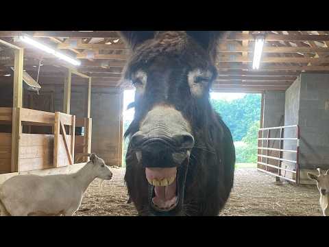 Meet the Blind Donkey Helping His Goat Best Friend Escape