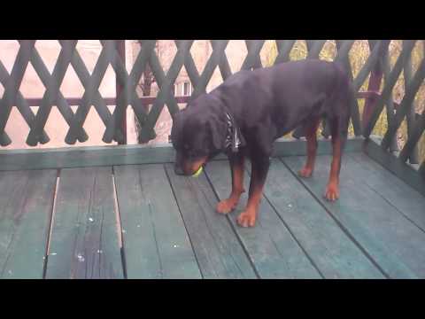 Pobesneli Max Grdinic