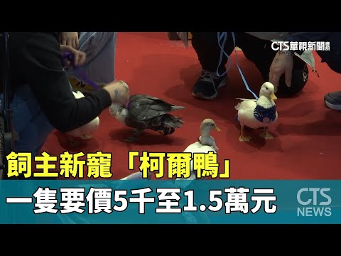 飼主新寵「柯爾鴨」　一隻要價5千至1.5萬元