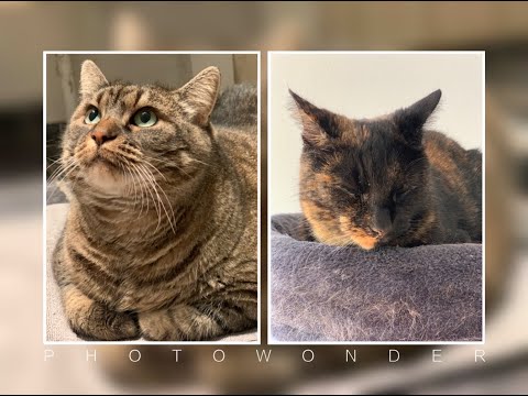 The Fluffy Cat and The Winer Cat