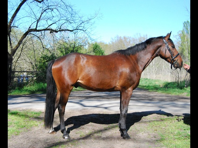 Ruin Selle Fran&ccedil;ais Te koop 2022 Donker bruin / bai ,  COLORE, HOLST