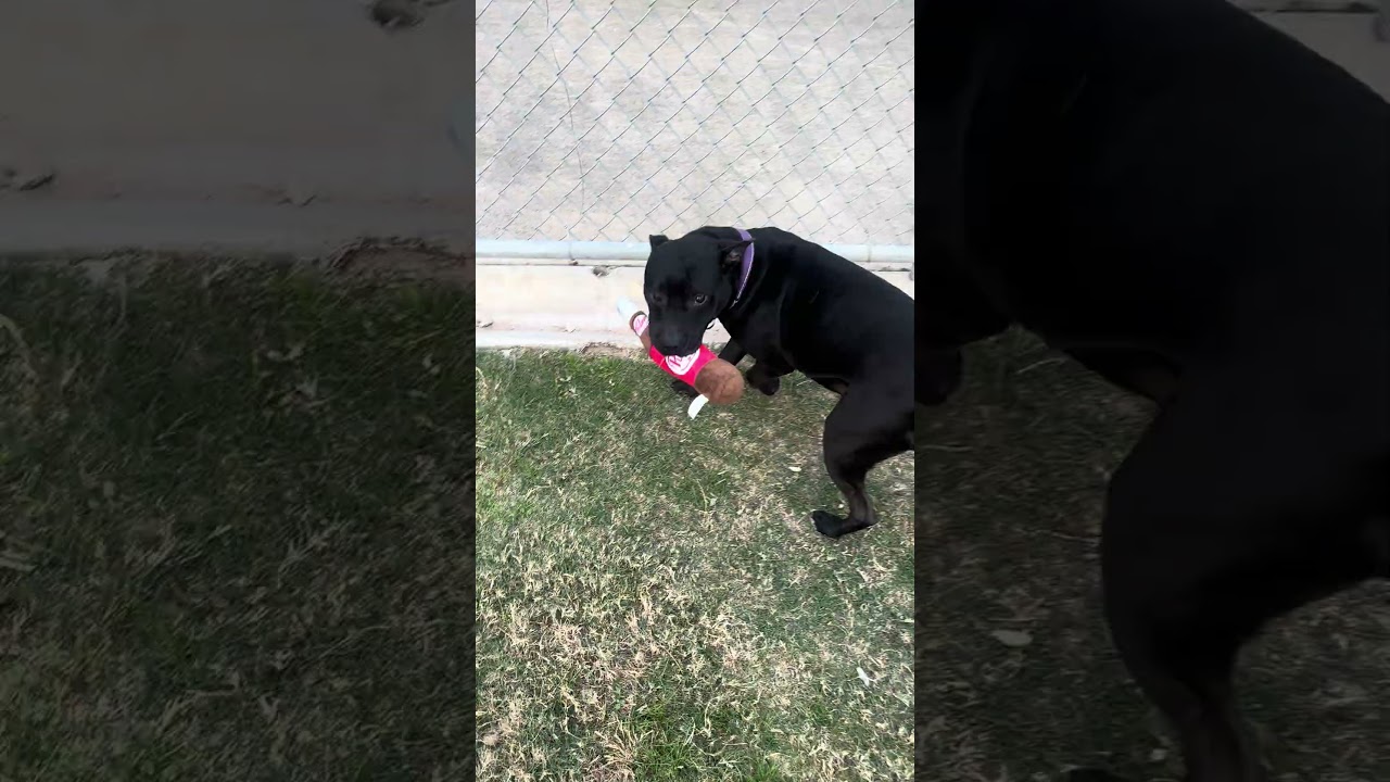 Mazoria, a Adoptable mixed breed in League City, TX video 6/6