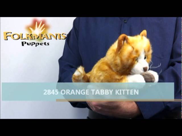 Video teaser for 2845 FOLKMANIS Orange Tabby Kitten