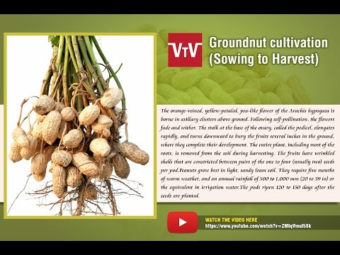 download lagu mp3 mp4 Difference Between Peanut And Groundnut, download lagu Difference Between Peanut And Groundnut gratis, unduh video klip Difference Between Peanut And Groundnut