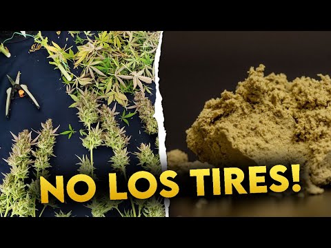 Cómo hacer hachís casero con los restos de la cosecha