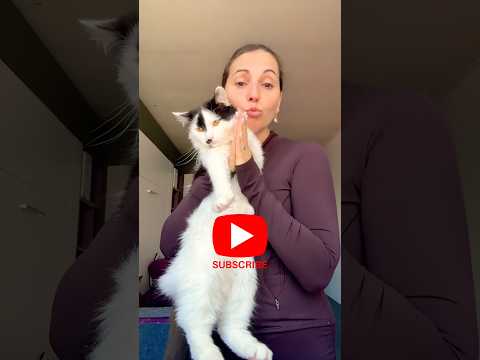 PLEASE FOLLOW ME ⁠#shorts #funnycats #8cats #familyhumor #relatable #cuteanimals #funny #tiktok