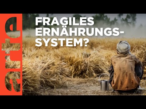 Weizen: Liegt die Macht auf den Feldern? | Square Idee | ARTE