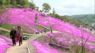 preview picture of video '【FullHD】滝上公園の芝桜 - 滝上町 2012'