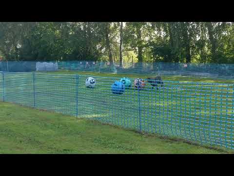 Hasenhirsch Nena (fast 2 Jahre): TB3 (Treibball 3) 1.Lauf am 10.09.2023