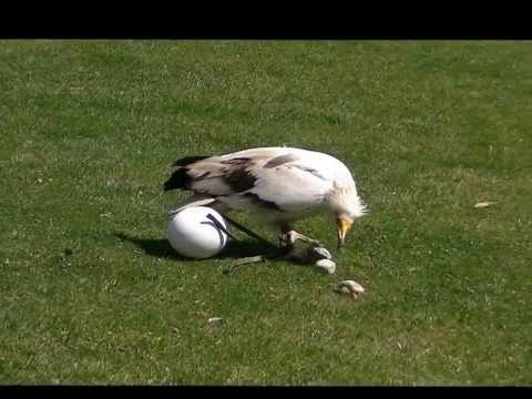Egyptian Vulture breaking egg with stone