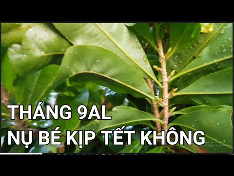🔴 QBS22275 - CREATE PLUM BUDS IN TIME FOR TET IN SEPTEMBER, CALL 0942456100 | HOW TO CREATE BUDS ...
