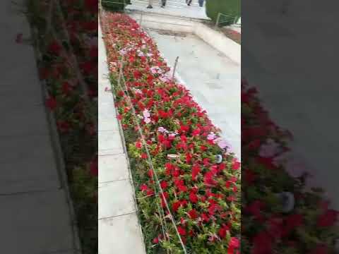 in F 9 park by Tanzila