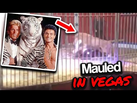 The Terrifying Footage Of Vegas Performers Siegfried And Roy