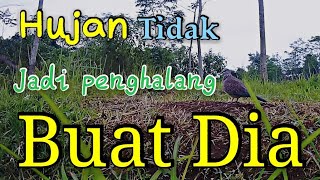 Download lagu pancingan Suara Tekukur-Hujan Tidak Jadi Penghalang Buat Dia Nngoceh mp3