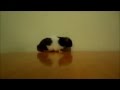 Убийство животных слабо нервным не смотреть 