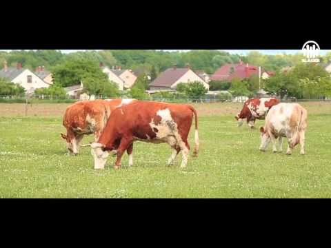 A jó LaciBetyár - Zöld erdőben (Official Music Video)