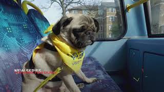 Top Jobs For Dogs | Starts Saturday 17 April at 6.30pm (Australia) | Promo Trailer