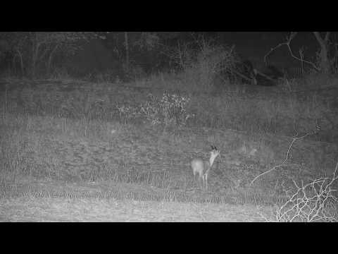 Djuma: Male Steenbok feeding - 21:35 - 10/04/19
