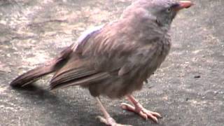 preview picture of video 'Jungle Babbler strictly follows the rules of the community'