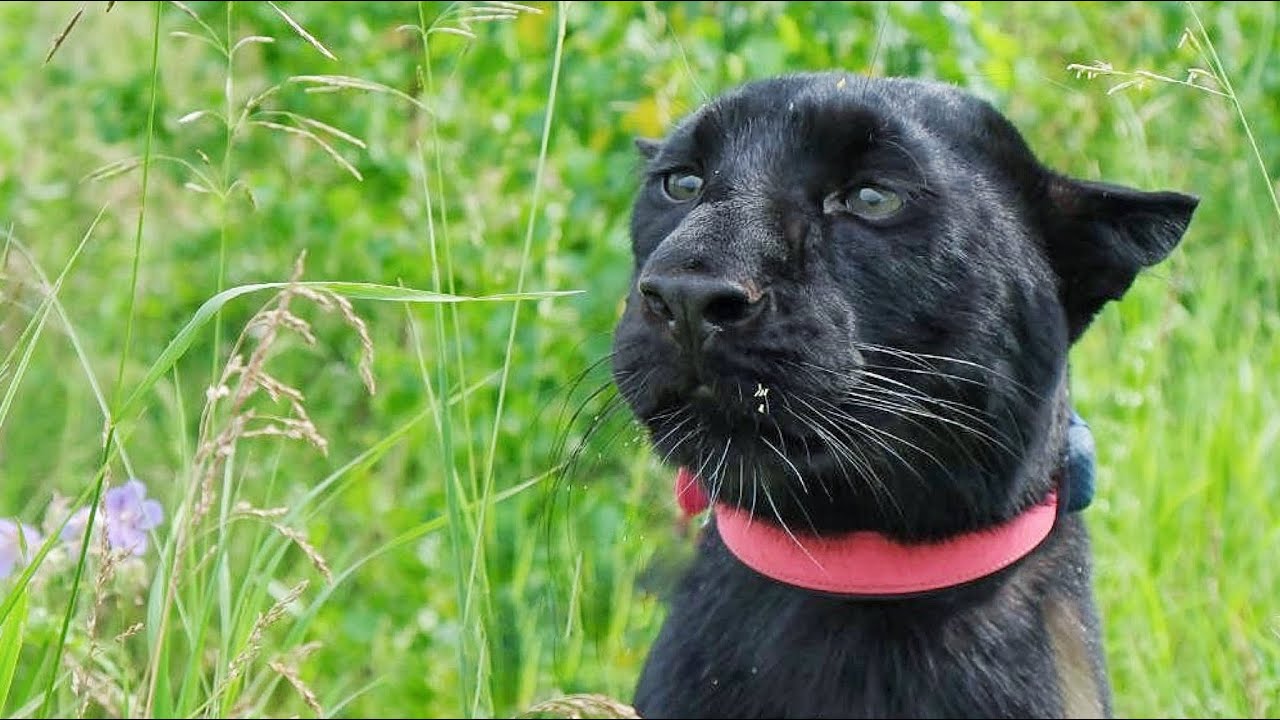 Luna the panther's reaction to Vova's sister 🙈(ENG SUB)