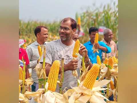 Pioneer P3532 Corn 🌽🌽🌽