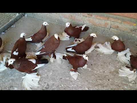 Большая коллекция Северо - Кавказских голубей !!!