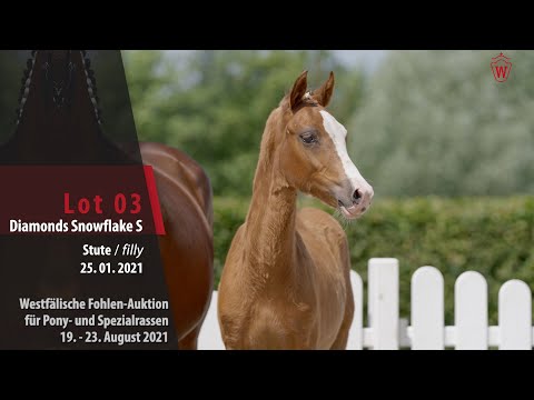 Fohlen-Auktion Lot 3 Diamonds Snowflade S Stute v. Diamond Touch NRW -   FS Cracker Jack