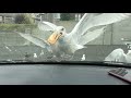 Seagull Vs Mc Ds Apple Pie 1059174
