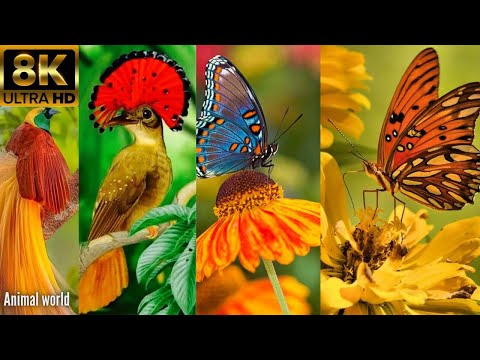 THE GREATEST ANIMALS 8K Insect LIFE - Relaxing ambient music of the insect world in 8K UHD