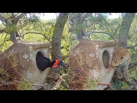 Leopard steal's baby bird from nest.