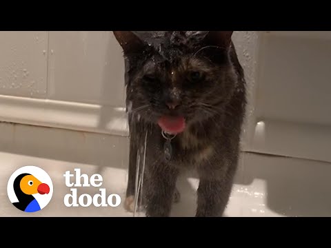 This Cat's Favorite Activity Is Showering With Mom | The Dodo Cat Crazy