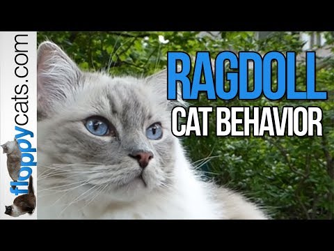 Blue Lynx Mitted Ragdoll Cat Trigg Meowing & Smelling Something Outside