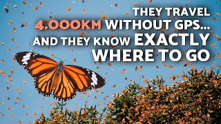 This is the Impressive MIGRATION of the MONARCH BUTTERFLY 🦋 They Cross America Every Year!