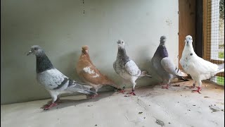 Tipplers Pigeons Shannon Bwoden Mahutian Werf Gordon Hugh’s 2020