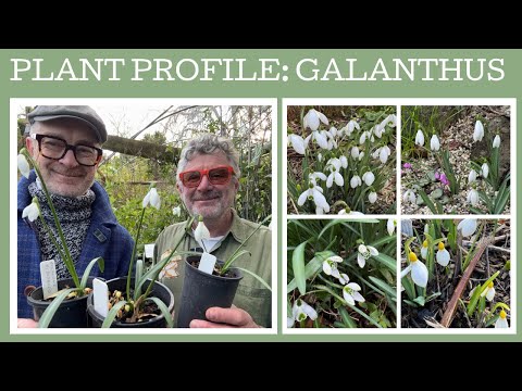 Plant Profile: Eight different Galanthus - Snow Drops!!!