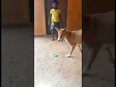 Sri Lanka Dog Papi කොහොමද පපියගේ වැඩ Akash with Naduni 2022