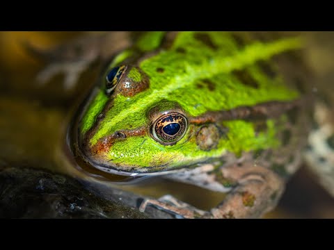 Skokan zelený ( Pelophylax esculentus ) - žabí kvákání