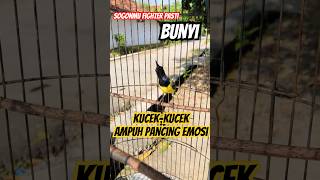 Download lagu PANCINGAN SOGON agar cepat BUNYI‼️‼️#sogon mp3