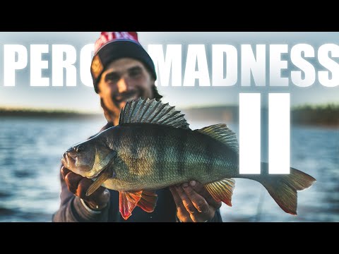 Perch Madness II  - 9 perch over 1,6 kg!!