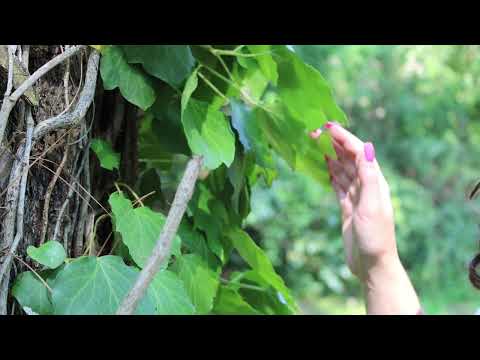 Grounding into gratitude