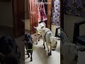 Miniature Cow S Ancient Indian Smallest Bramma Breed Cow S Sri Krishna Cows
