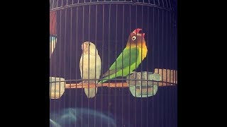 Download lagu love bird BObmarley basah puntetap mau ngekek mangap fuL-Konslet abis mp3