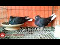 Coloring Pigeons Breeds Black Chuithal Musaldom Pigeons Bd Rahman Pigeons Loft