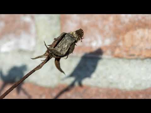 winter macro bij helma