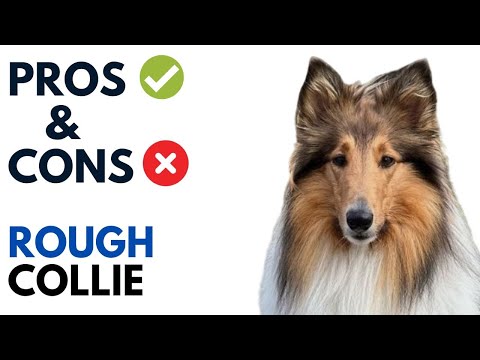 Rough Collie Pros and Cons | Long-Haired Collie Advantages and Disadvantages