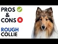 Rough Collie Pros And Cons Long Haired Collie Advantages And Disadvantages