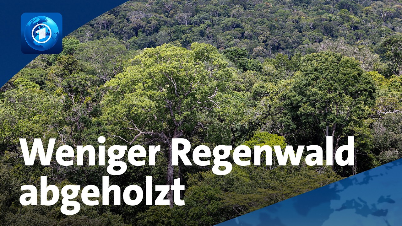 Gute Nachrichten für den Amazonas-Regenwald: Abholzung geht zurück