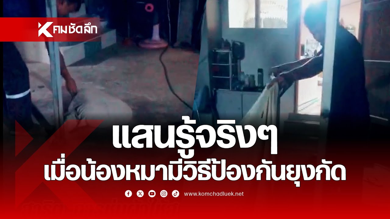 แสนรู้จริงๆ เมื่อน้องหมามีวิธีป้องกันยุงกัด