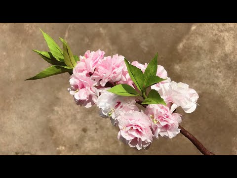 ABC TV | How To Make Double Cherry Blossom Flower From Tissue Paper - Craft Tutorial